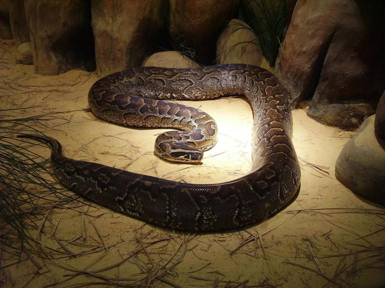 ROCK PYTHON 